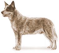 An Image of An Australian Cattle Dog