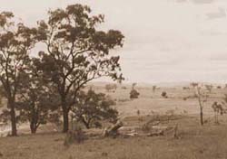 An Image of a Muswellbrook Paddock